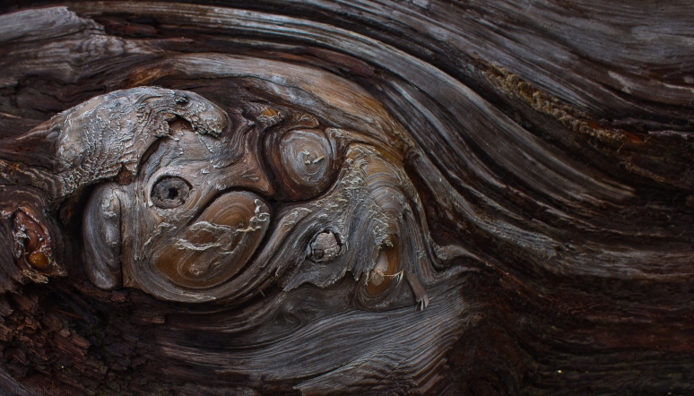 Detail beach wood